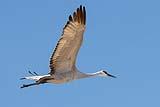 Sandhill Crane Dec 2022